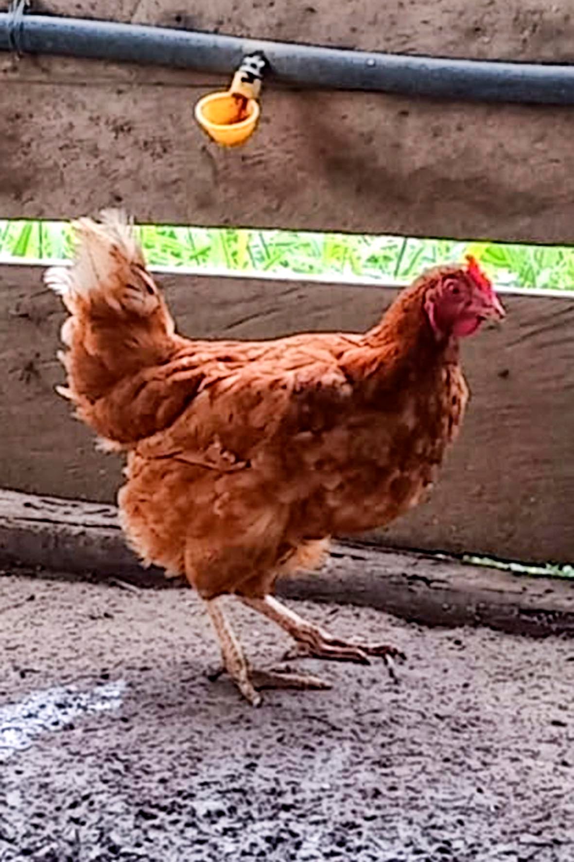 WhatsApp Image 2025-04-03 at 7.35.43 PM (1) copia.jpg